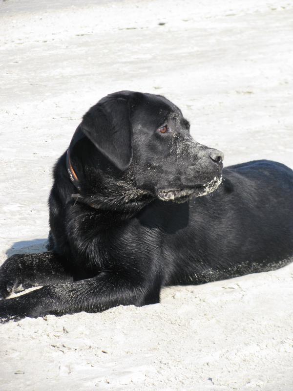 Ein richtiger Hundeurlaub auf Norderney ohne Sand im Fell? Niemals<br />
<br />
<br />
